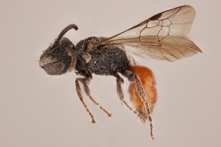 [Sphecodes (lateral/side view) thumbnail]